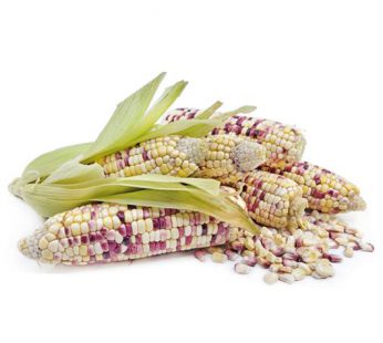 Jagung Ketan / Jagung Ketan Putih Ketan Merah / Jagung