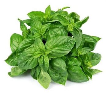 Basil / Daun Basil Segar / Fresh Basil / Daun Basil