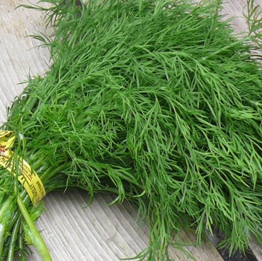 Daun Dill / Daun Dill Segar / Daun Dill Fresh / Dill / Dil / Adas Sowa / Adas Manis - Image 2