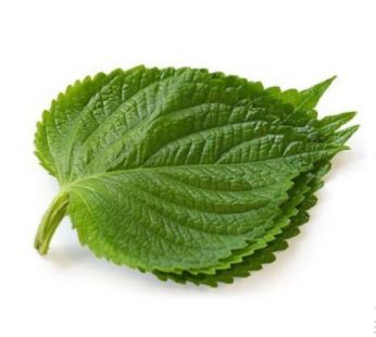 Daun Oba / Daun Perilla / Shiso / Oba Leaf / Oba