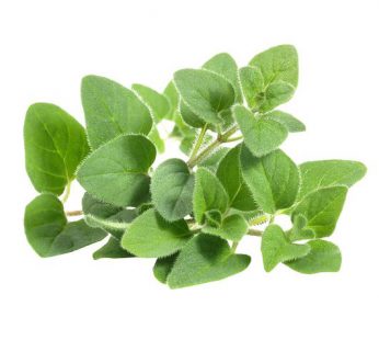 Oregano Segar / Daun Oregano / Oregano Fresh / Oregano Leaf