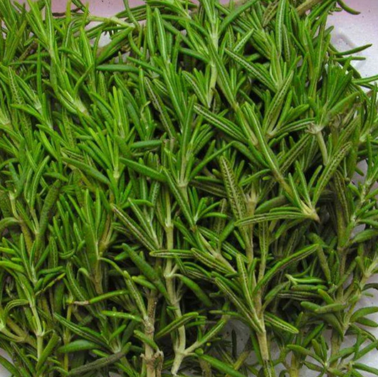 Rosemary / Daun Rosemary - Image 2
